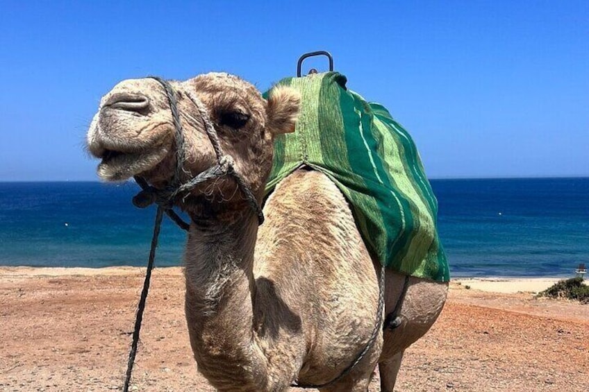 Morocco:Tangier Private Tour from Malaga Province or Tarifa Port