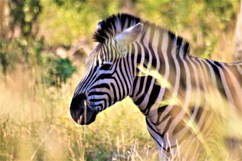 Zebra - Kruger National Park