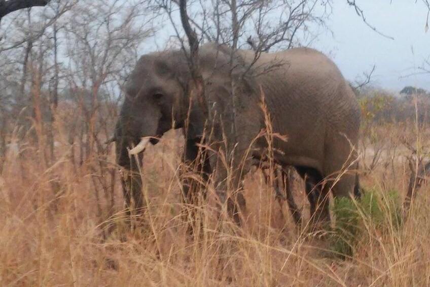 Elephant in Kruger National Park