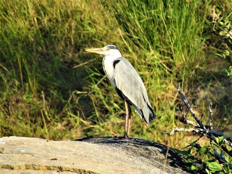 Morning Kruger National Park Safari