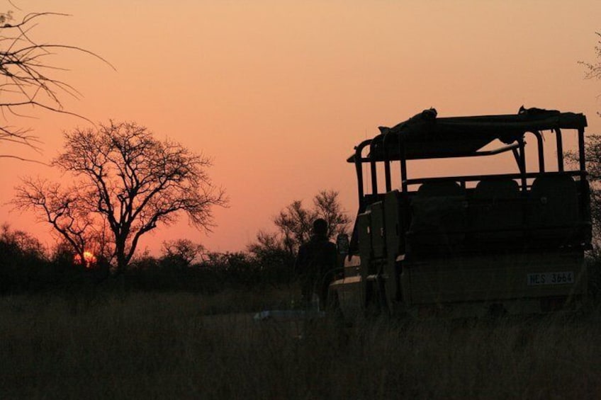 Morning Kruger National Park Safari