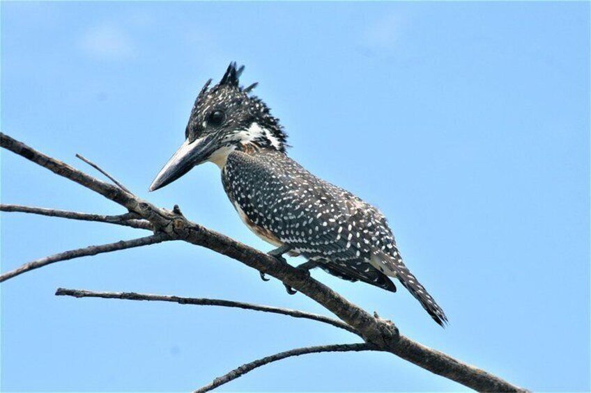Morning Kruger National Park Safari