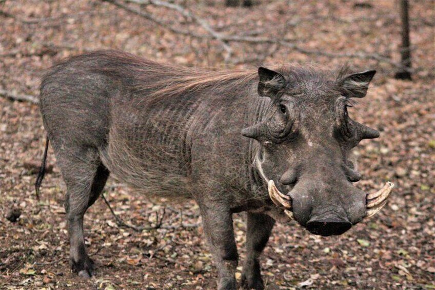 Warthog - Kruger National Park