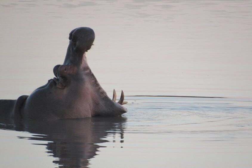 Hippopotamus having a nice big yawn - Kruger National Park