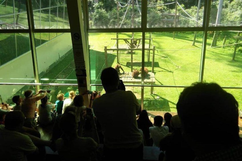 Private Full Day Sepilok Orang Utan, Bornean Sun Bear and Rainforest Discovery Center Tour