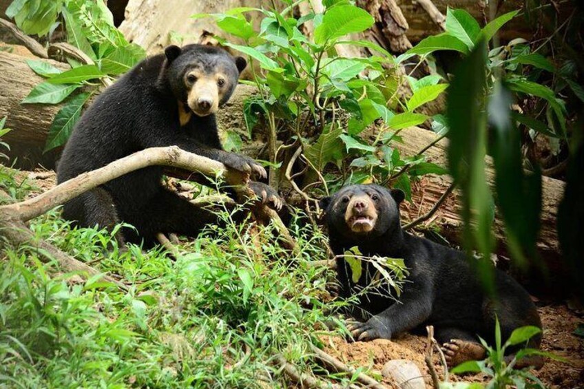 Private Full Day Sepilok Orang Utan, Bornean Sun Bear and Rainforest Discovery Center Tour