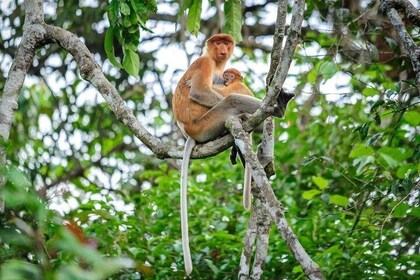 Crociera sul fiume Kinabatangan da Sandakan