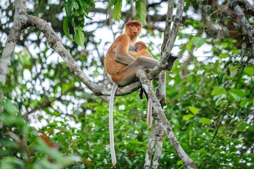 Kinabatangan Wildlife Sanctuary