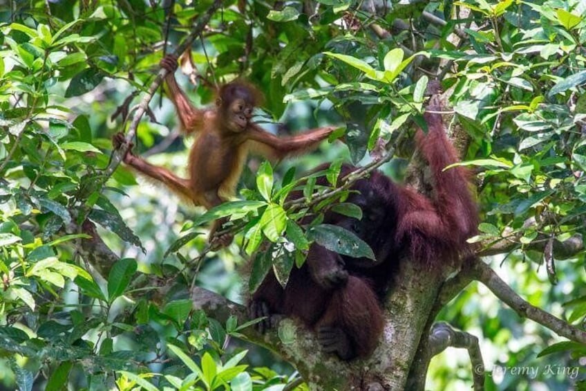 Wildlife in Sandakan