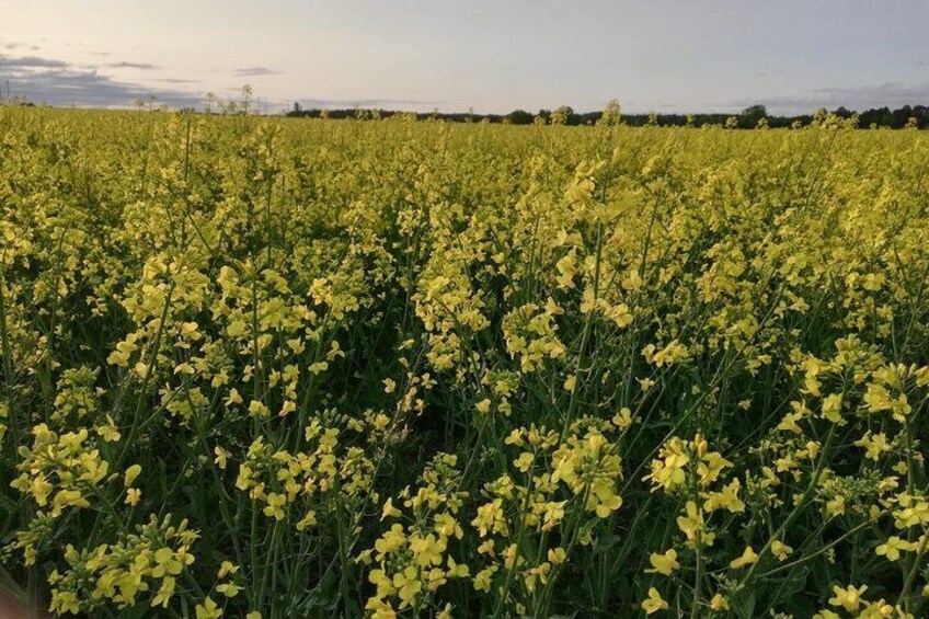 Canola fields blooming in early June. We travel through more than one of these on the Viking tour. Feel a sense of awe for the beauty of the Swedish countryside while your guide talks about Vikings. 