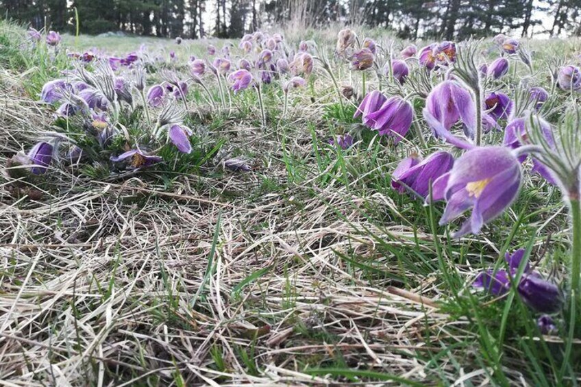 Pasque flowers blooming in late April. These grow at some of the Viking tour stops. 