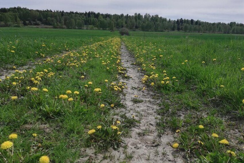 Dandelions on a field by the roadside in May. We pass through the Swedish countryside between the Viking sights. Have some moments of peace away from the hustle and bustle of Stockholm city. 