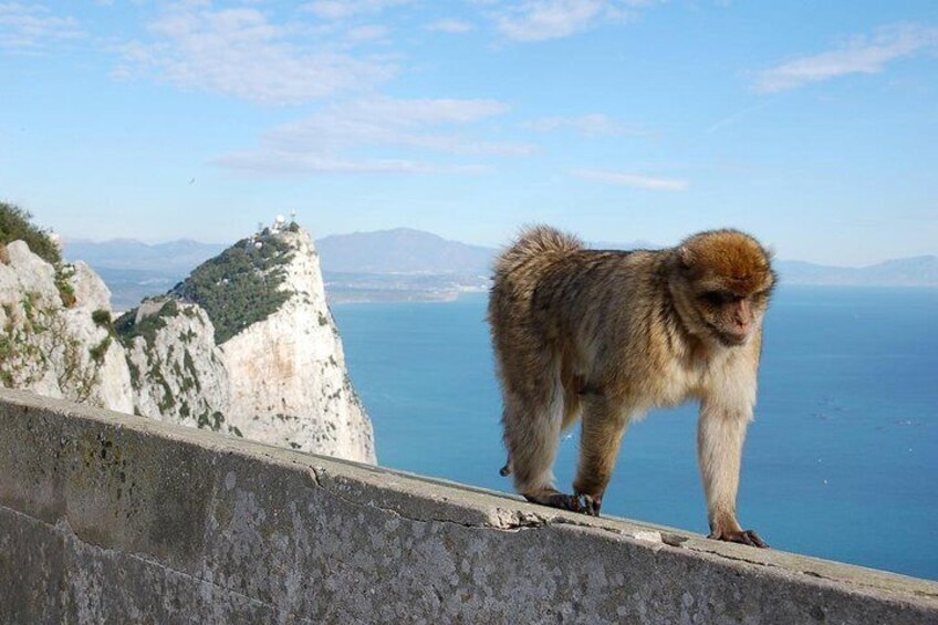 monkey gibraltar