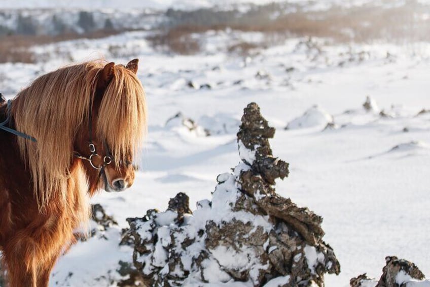 Icelandic Horseback Riding Tour from Reykjavik
