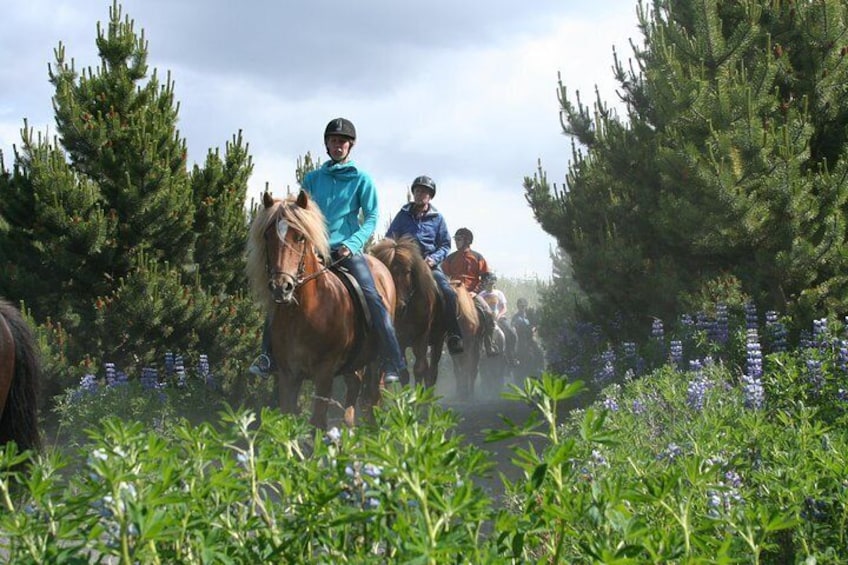 Icelandic Horseback Riding Tour from Reykjavik