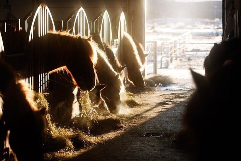 Icelandic Horseback Riding Tour from Reykjavik