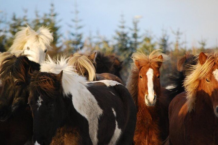 Icelandic Horseback Riding Tour from Reykjavik