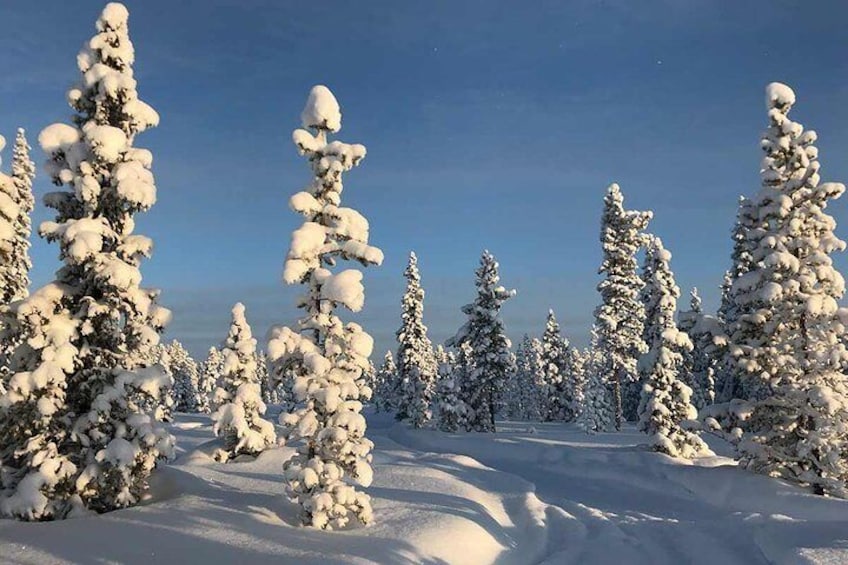 Afternoon Snowmobile Tour