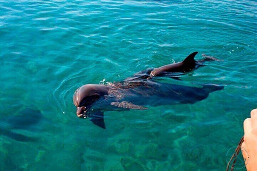 Dolphins Watching in the National Park Brijuni from Pula