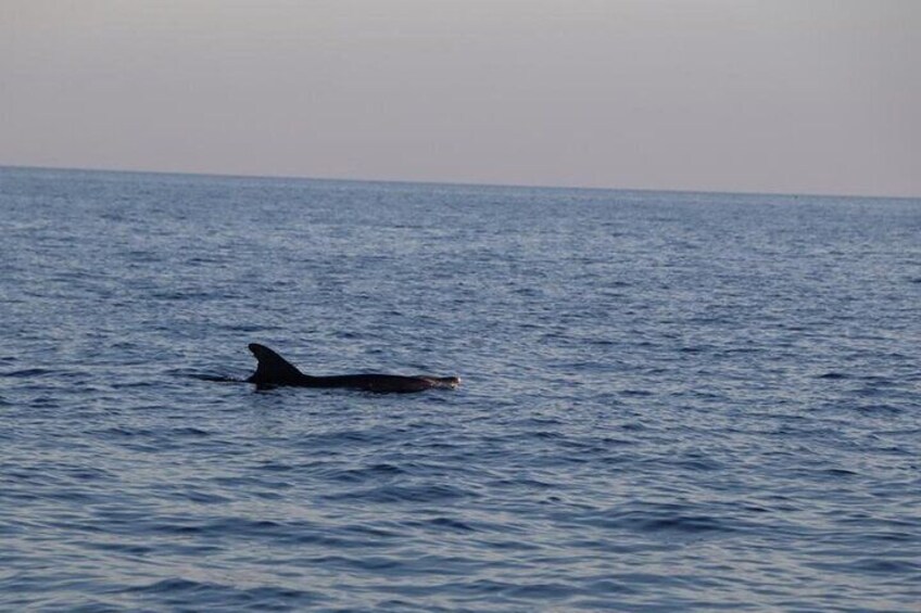 Dolphins Watching in the National Park Brijuni