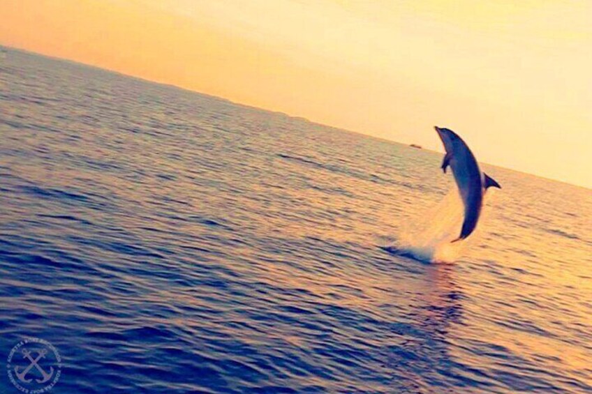 Dolphins Watching in the National Park Brijuni from Pula