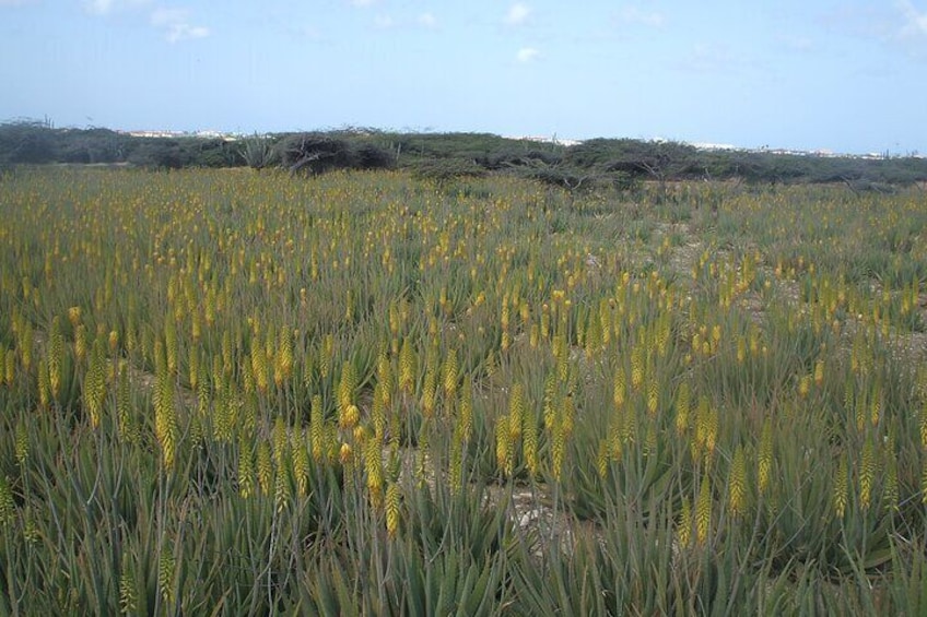 Aloe Field