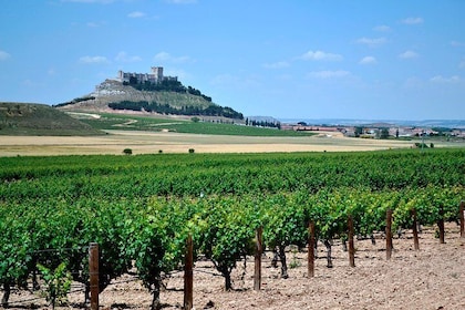 Small Group Tour - Ribera del Duero Super taster with lunch