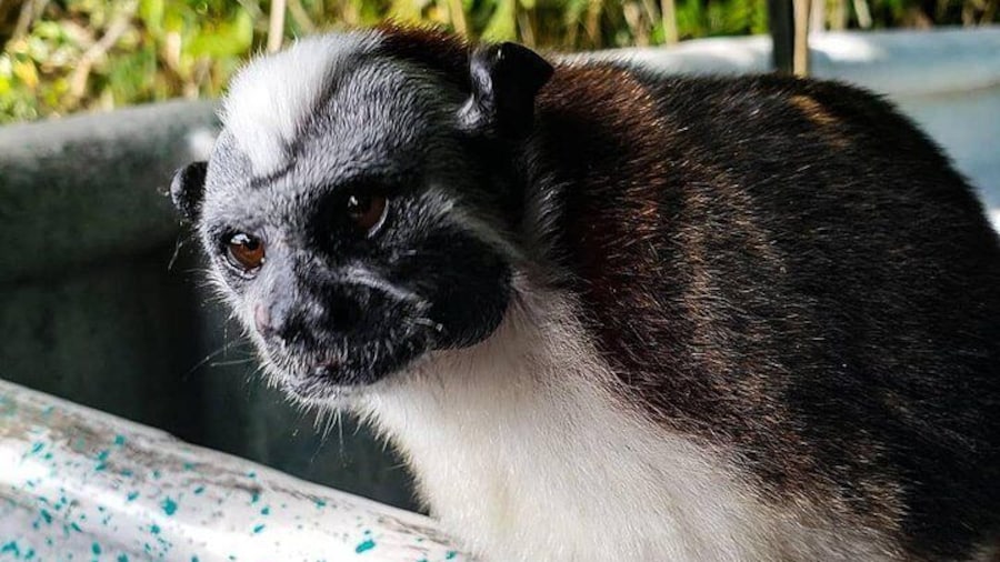hello monkey!