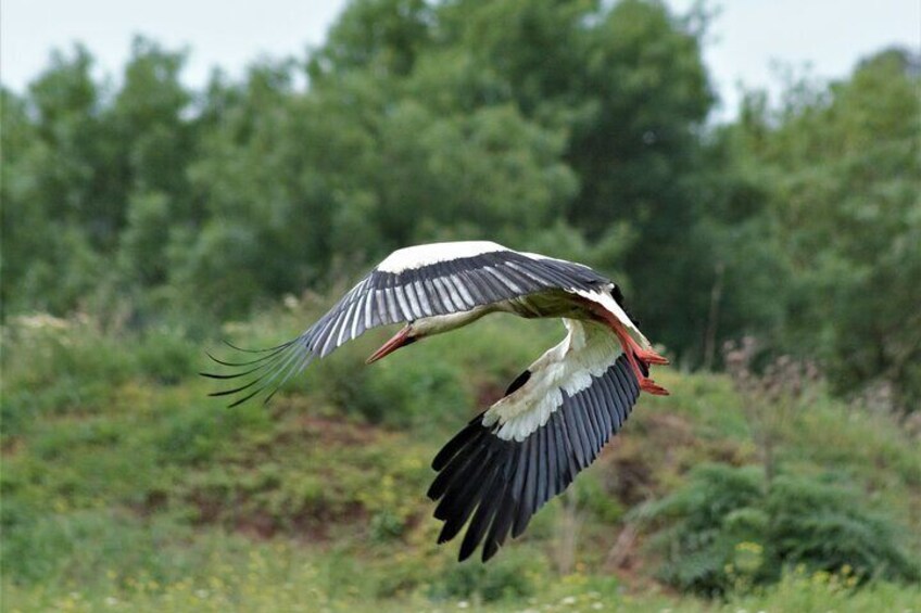 Stork
