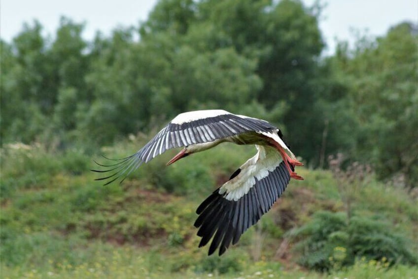 Stork