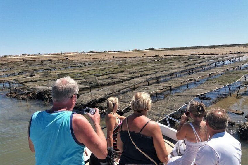 Oyster farms