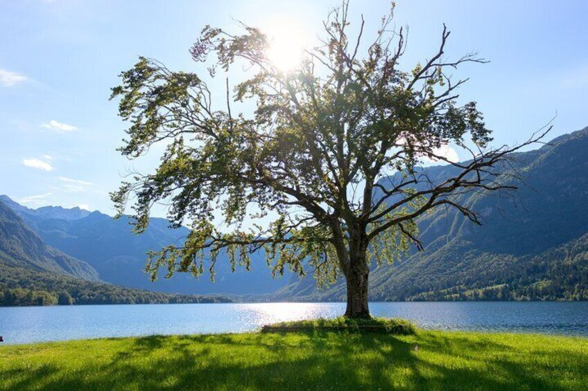 Lake Bled and Bohinj - Beyond the Alpine Lakes from Ljubljana