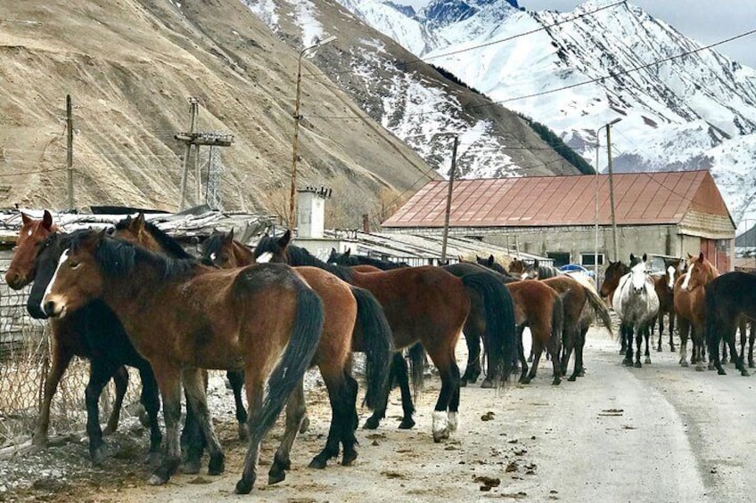 Horses on the way to Juta 