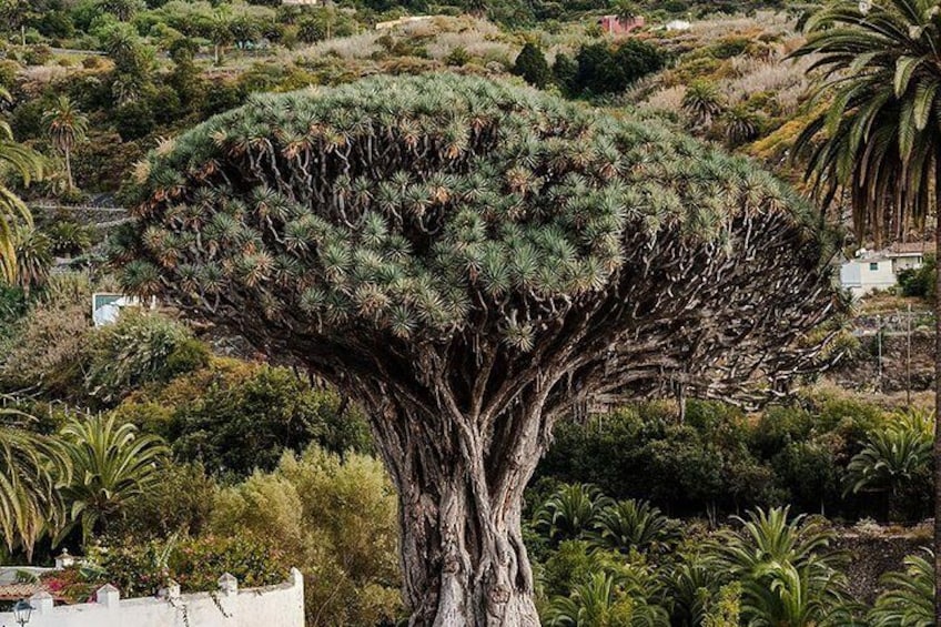 The Millenary Dragon Tree, in Icod de los Vinos