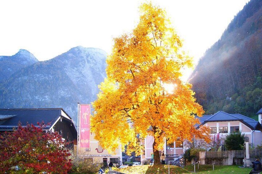 Alpine Panoramic Hallstatt Day Trip Tour from Vienna incl. Admont Abbey Visit