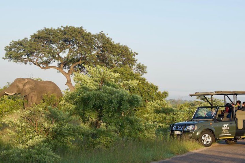 Kruger Park Safaris with Shinzelle Safaris
