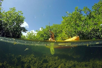 Magic Mangrove Paddle in Beef Island Lagoon