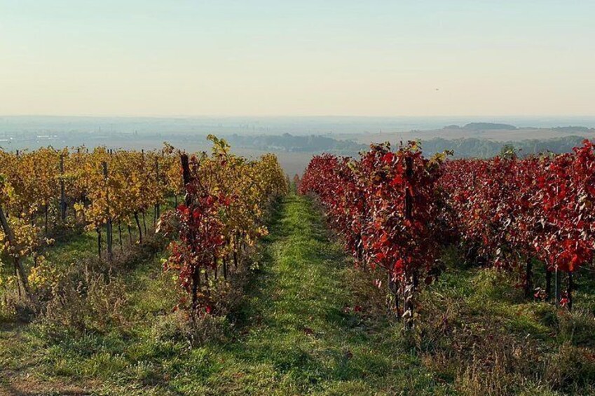 Small Carpathian vineyards in the autumn