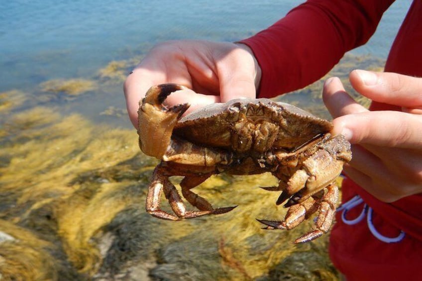 What a crab!