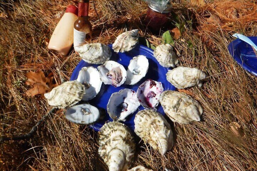 Freshly harvested Maine oysters opened waiting to be eaten on the half shell with Alice's Awesome Adventures Maine Blueberry Mignonette Sauce..