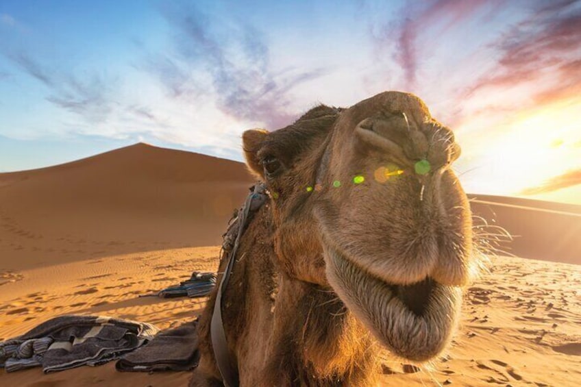 Happy Camel 