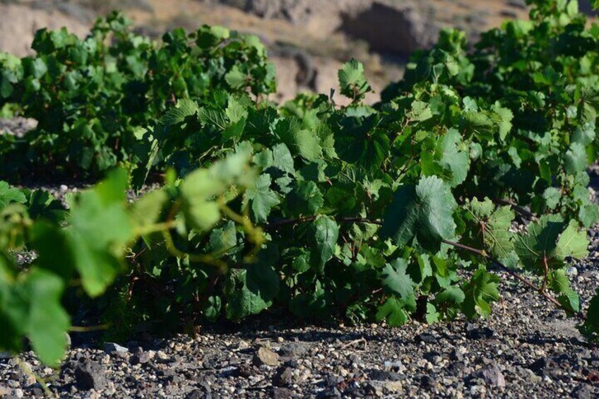 Santorini Family Farm Food & Wine Tour with Cooking Class