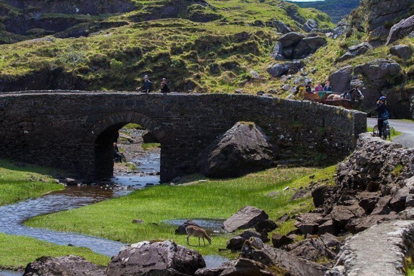 Gap of Dunloe - spot the Deer grazing.