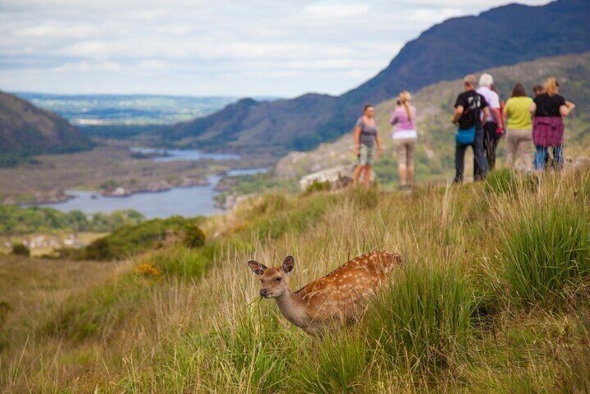 Meet new friends in Killarney National Park.