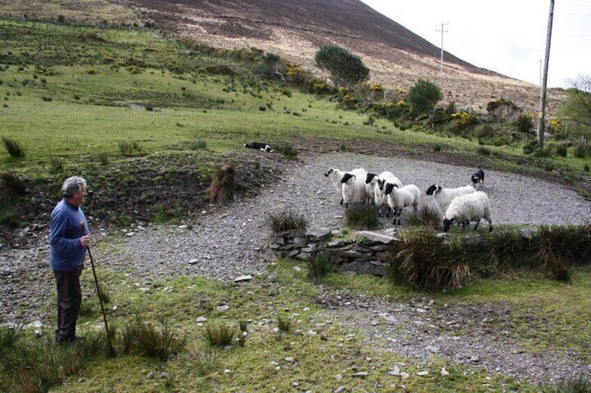 Award winning Sheep/Dog Show on Ring of Kerry 