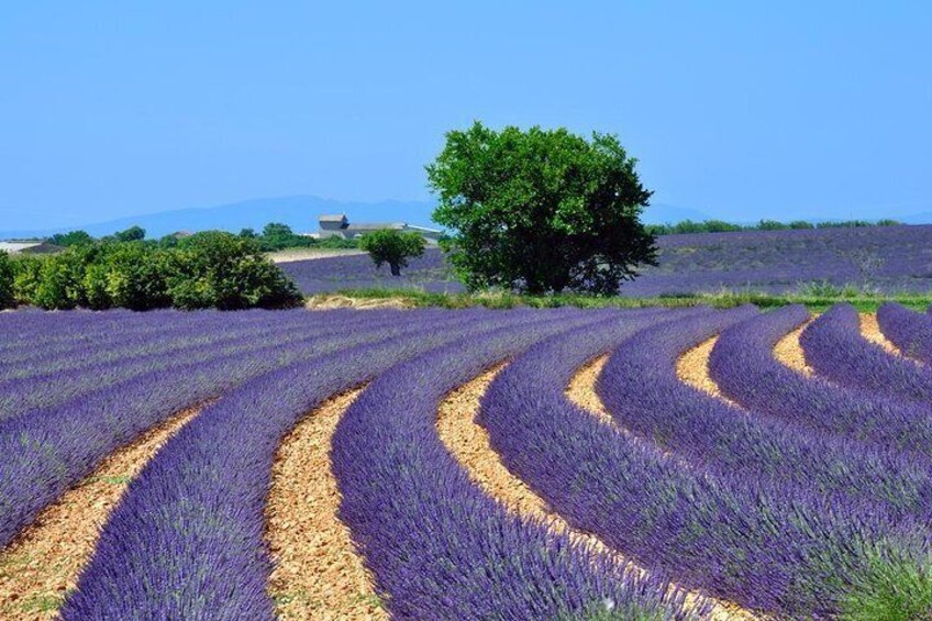 Provence Lavender Fields and Aix-en-Provence Tour from Marseilles