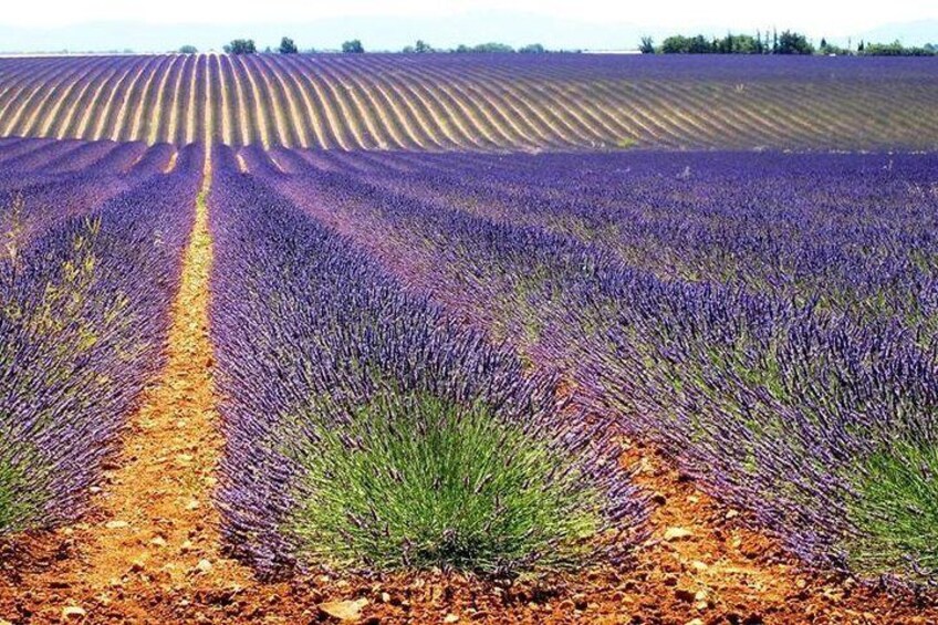 Provence Lavender Fields and Aix-en-Provence Tour from Marseille