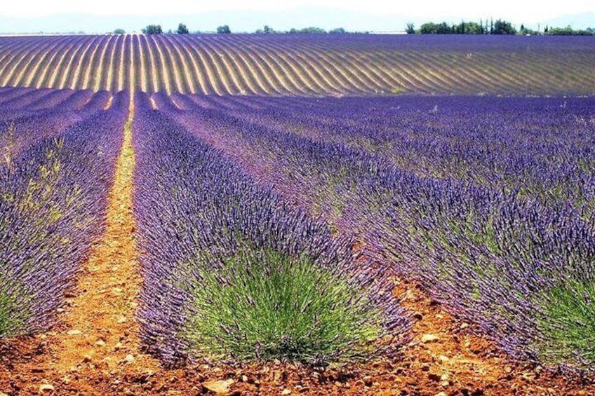 Provence Lavender Fields and Aix-en-Provence Tour from Marseille
