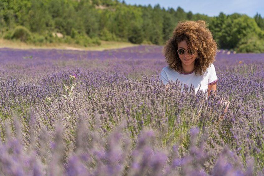 Provence Lavender Fields and Aix-en-Provence Tour from Marseille