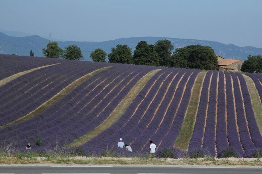 Small Group Provence and Lavender Museum Day Trip from Avignon